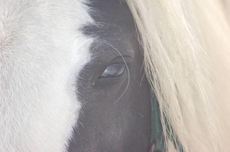 Irish Cob Irish Silver Mane  billede 14