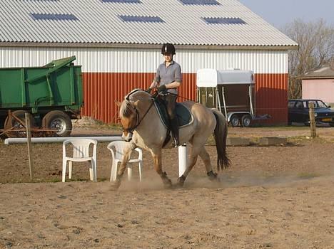Fjordhest Claus - aflivet okt.07 - Mere dressur ude på banen billede 15