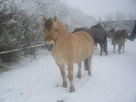 Fjordhest Claus - aflivet okt.07 - Claus siger hej ude fra marken billede 16