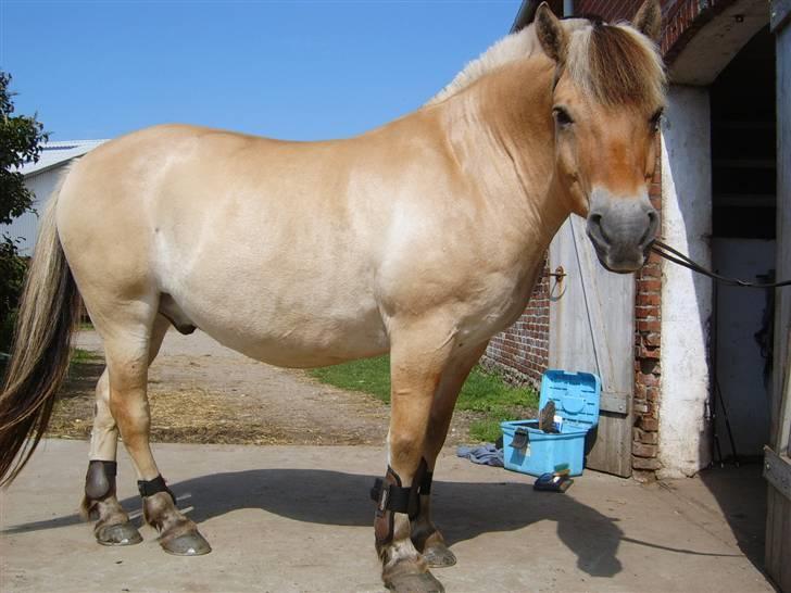 Fjordhest Claus - aflivet okt.07 - Claus står lige og nyder solen.. billede 17