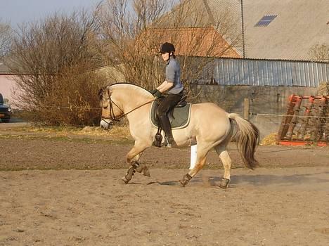 Fjordhest Claus - aflivet okt.07 - Vi får os lige en lille gallop ude på banen billede 18