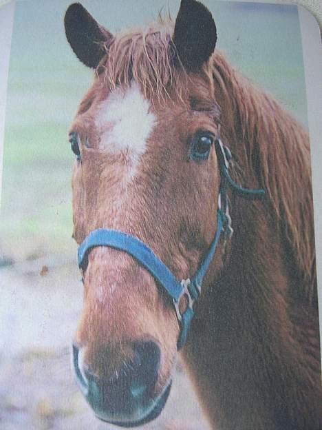 Anden særlig race Bandit (død) billede 3