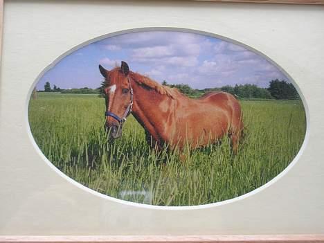 Anden særlig race Bandit (død) billede 4