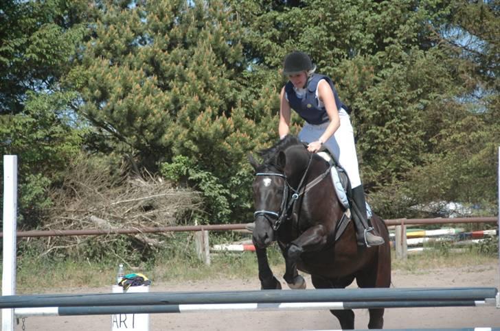 Oldenborg Kielstrupgårds MR. Malou  - LD i hals d. 24 maj billede 13