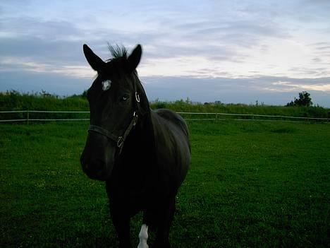 Oldenborg Kielstrupgårds MR. Malou  - på folden igen billede 14