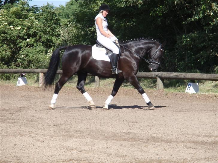 Oldenborg Kielstrupgårds MR. Malou  - LC2 dressur BØRK d. 7 juni  Foto: Dea billede 15