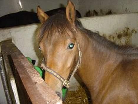 Haflinger Ichavel - Ichavel´s søde føl Chafi... billede 11