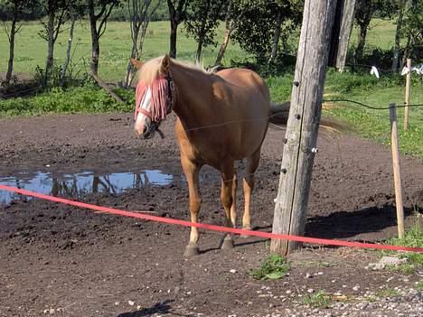 Haflinger Ichavel - Ichavel med flugenet på... :p billede 12