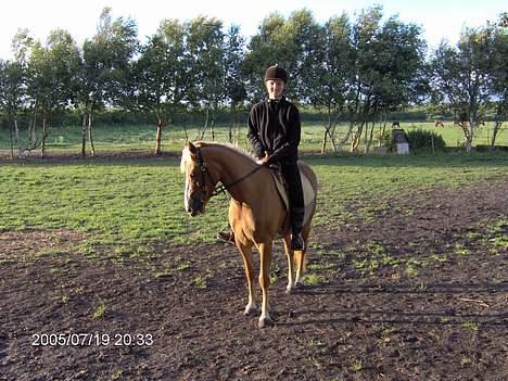 Haflinger Ichavel - Ichavel som western pony.. :) billede 13