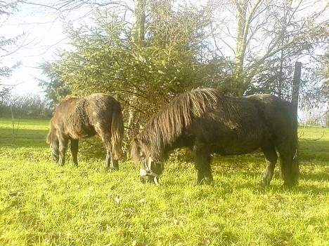 Shetlænder | Kærholms Tulle *udlånt  - Tulle & sit føl Fie D.9.December 2006 ;) * Nyt billede 8