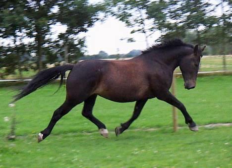 Oldenborg Tonga(Solgt) - *1*  Nyd lige dette billed! billede 1