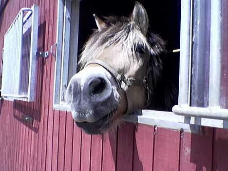 Fjordhest Klods hans(DØD D 7/2-06) - Se mig:-) hii billede 1