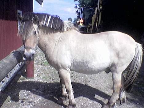 Fjordhest Klods hans(DØD D 7/2-06) - Skal jeg være fin nu?? billede 2