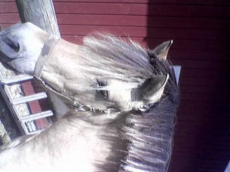 Fjordhest Klods hans(DØD D 7/2-06) - Jeg nyder lige solen engang:-) hi billede 3