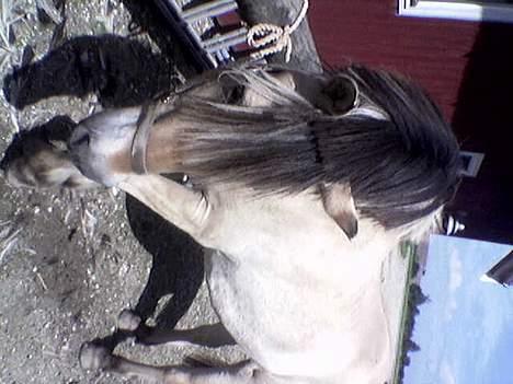 Fjordhest Klods hans(DØD D 7/2-06) - SE jeg kan stadig bevæge mig lidt:-) billede 4