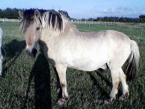 Fjordhest Klods hans(DØD D 7/2-06) - Er jeg ik fin?:-) billede 5