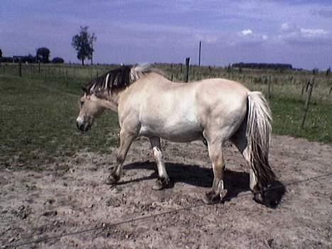 Fjordhest Klods hans(DØD D 7/2-06) - Dumdi dum... Jeg smutter lige ud og får noget græs:-) billede 6