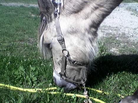 Fjordhest Klods hans(DØD D 7/2-06) - GRÆS!!! billede 7