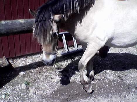 Fjordhest Klods hans(DØD D 7/2-06) - Og endnu et trick jeg gamle hest kan:-) billede 8