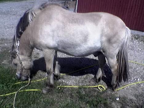 Fjordhest Klods hans(DØD D 7/2-06) - MERE GRÆS!! billede 9