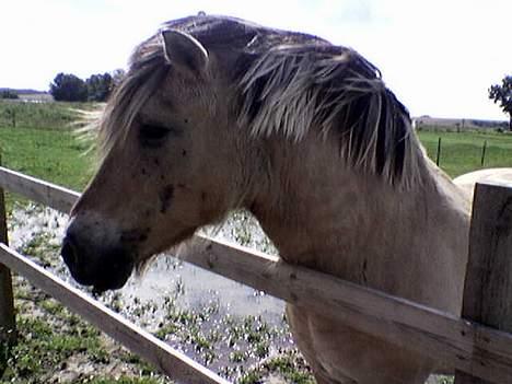 Fjordhest Klods hans(DØD D 7/2-06) - Orv se der:-) billede 10