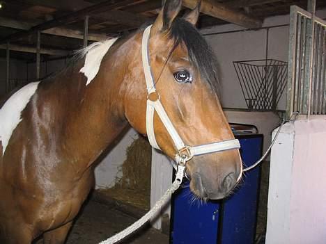 Pinto Rico *SAVNET* - Taget der hvor han stod inden jeg solgte ham billede 5