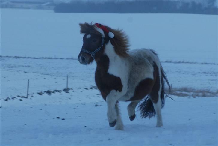 Anden særlig race Søgaards Beauty - Nisse pigen, dec 09 billede 11