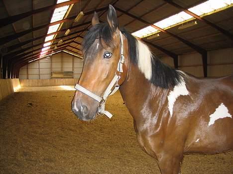 Pinto Rico *SAVNET* - Se lige mig!! billede 8