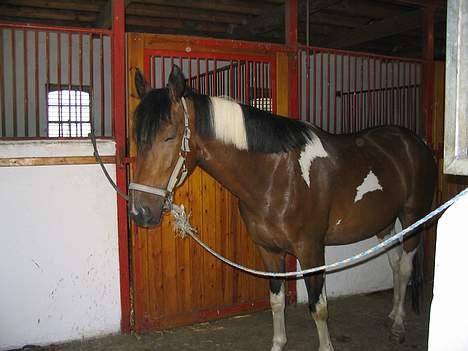 Pinto Rico *SAVNET* - Lader som om jeg sover...!! billede 9