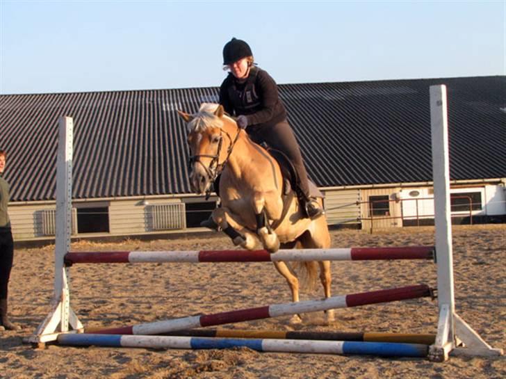 Haflinger Ines (Tidl. pony) - Til springtræning... billede 10