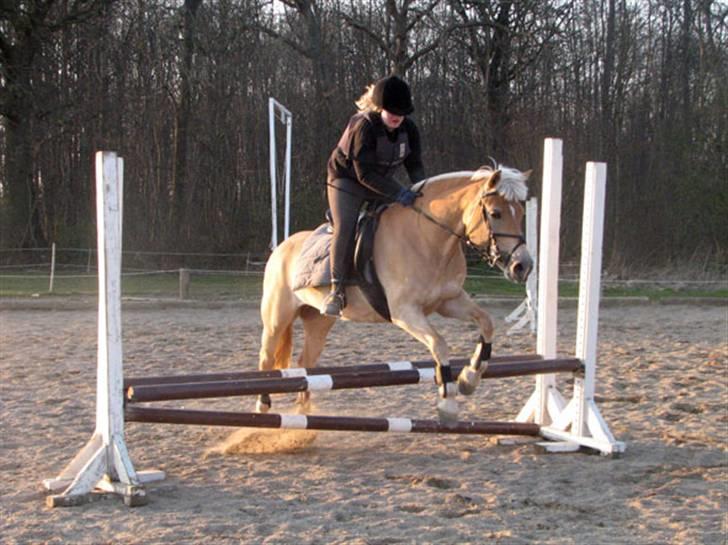 Haflinger Ines (Tidl. pony) - Ines på vej op efter en uventet rulletur. Vi var flade af grin HAHA... billede 11