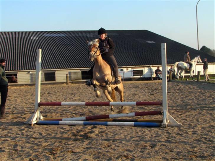 Haflinger Ines (Tidl. pony) - Hov, hvad var der derovre. billede 12