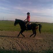 Connemara Carat Mårsø (Carat)