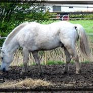 New Forest Max