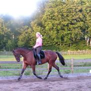 Dansk Varmblod Lancome