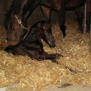 Dansk Varmblod Lancome