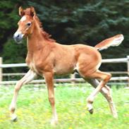 Arabisk fuldblod (OX) KA Kharaccas