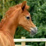 Arabisk fuldblod (OX) KA Kharaccas