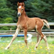 Arabisk fuldblod (OX) KA Kharaccas