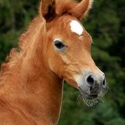 Arabisk fuldblod (OX) KA Kharaccas