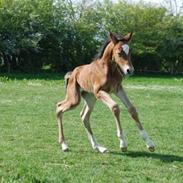 Dansk Varmblod Krogens Ulonzo