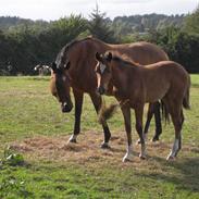 Dansk Varmblod Krogens Ulonzo