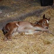 Dansk Varmblod Krogens Ulonzo