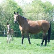 Dansk Varmblod Krogens Ulonzo