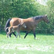 Dansk Varmblod Krogens Ulonzo