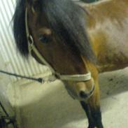 Gotlandsruss Valbyholms Gotland