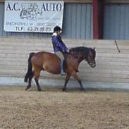 Gotlandsruss Valbyholms Gotland