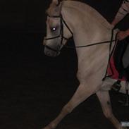 Anden særlig race Lady pop - solgt :(