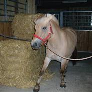 Fjordhest Frida af Tranemosen