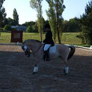 Fjordhest Frida af Tranemosen